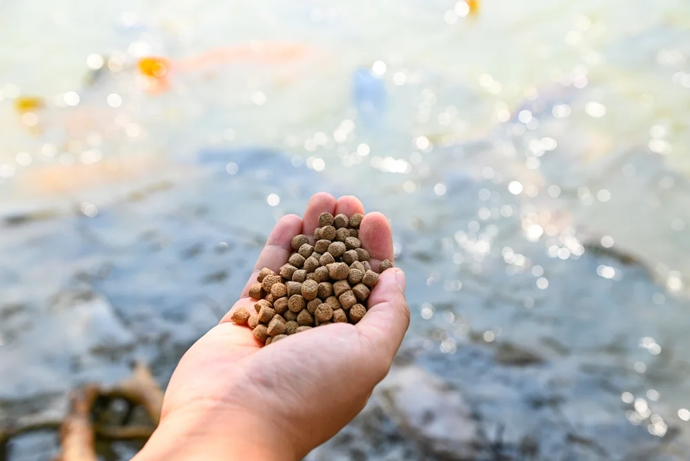 Understanding Catfish Feeding Behavior